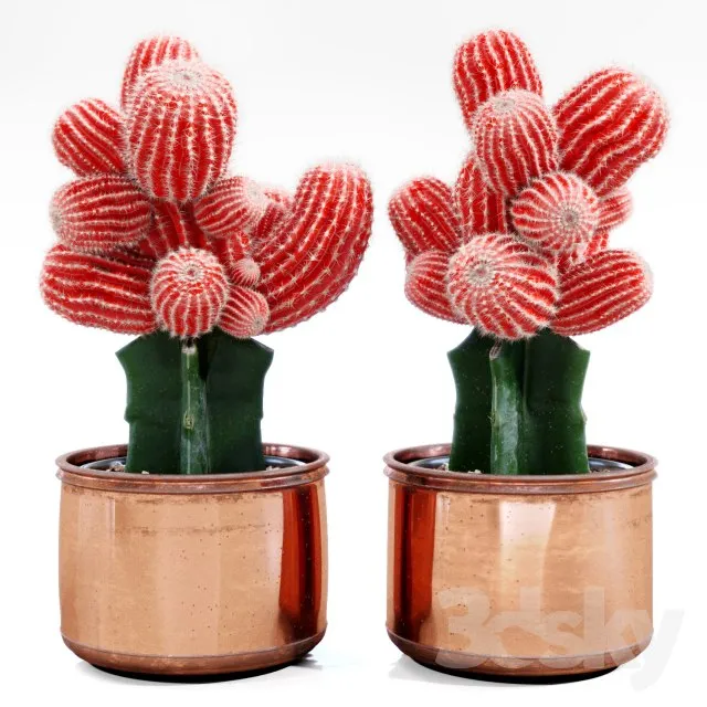 Red Cactus 3dsMax Model