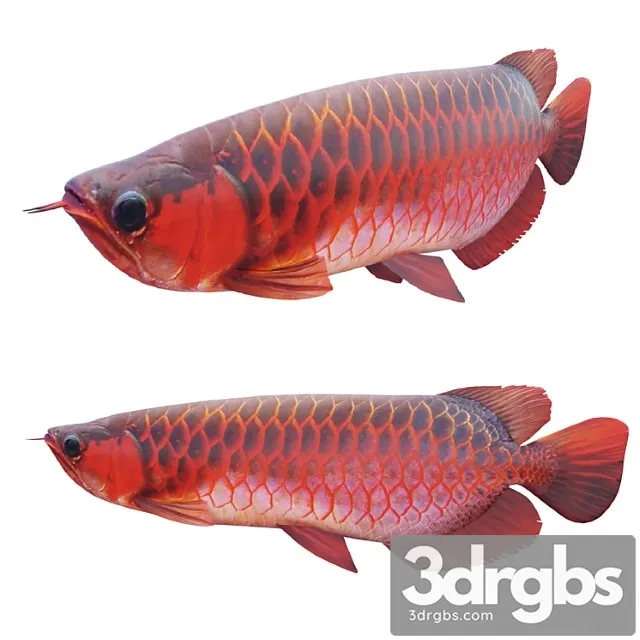 Red dragon fish