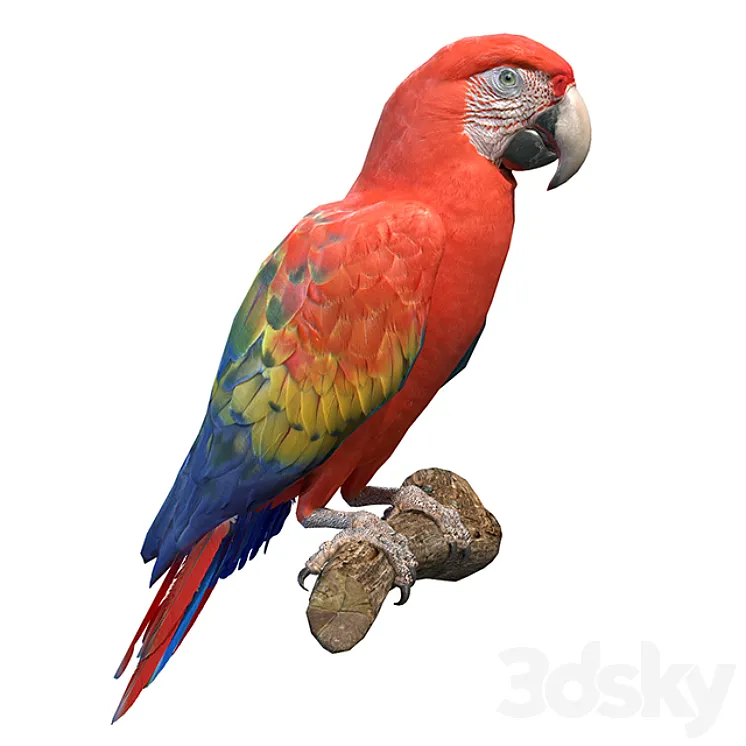 Red macaw 3DS Max
