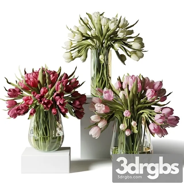 Red Pink and White Tulips in Glass Vases 3dsmax Download