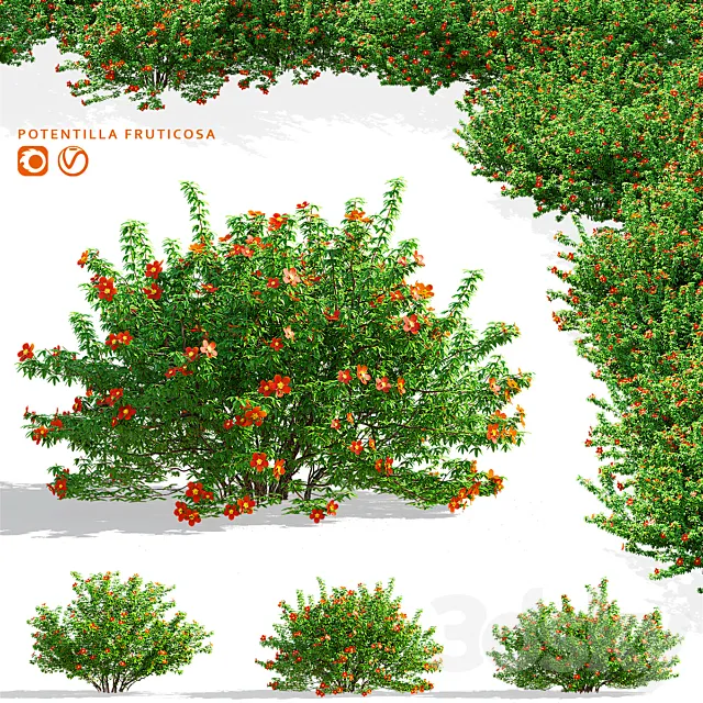 Red shrubby cinquefoil | Potentilla fruticosa 3ds Max