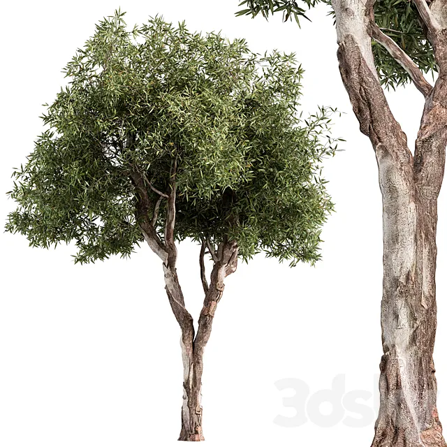 RedGum Tree – Tree Set 216 3ds Max