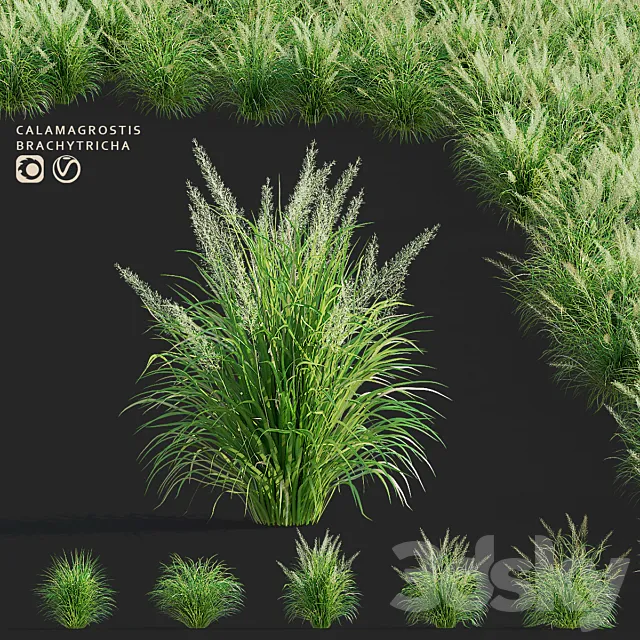 Reed Grass | Calamagrostis brachytricha 3ds Max