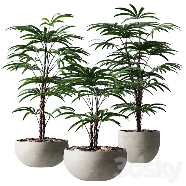 Rhapis Humilis Vase Plant 3DSMax File