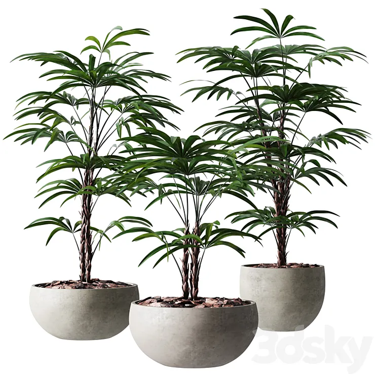 Rhapis Humilis Vase Plant 3DS Max Model