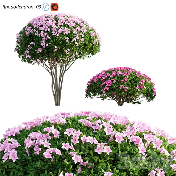 Rhododendron 03 3DS Max
