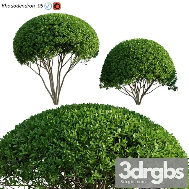 Rhododendron 05 3dsmax Download