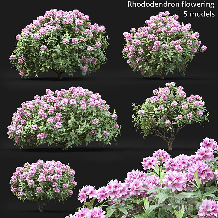 Rhododendron 3DS Max