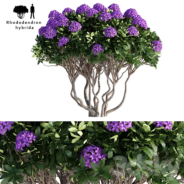 Rhododendron Hybrid | Rhododendron hybrida 3DS Max Model