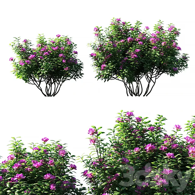 Rhododendron ponticum pink flower 3ds Max