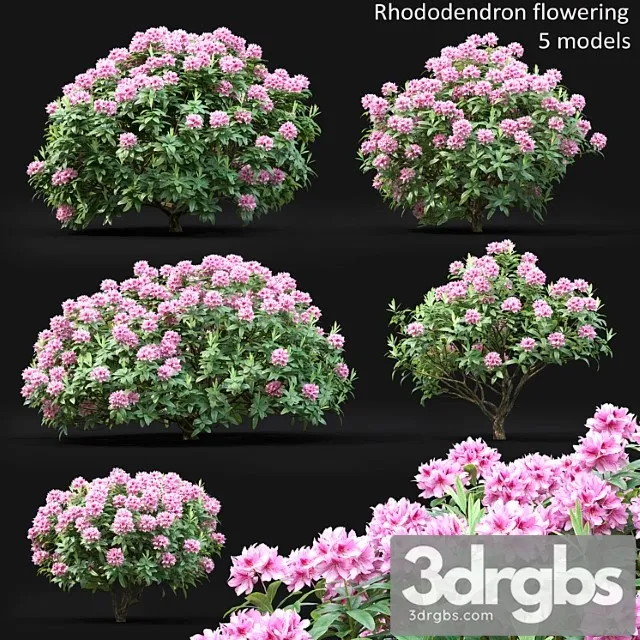 Rhododendron