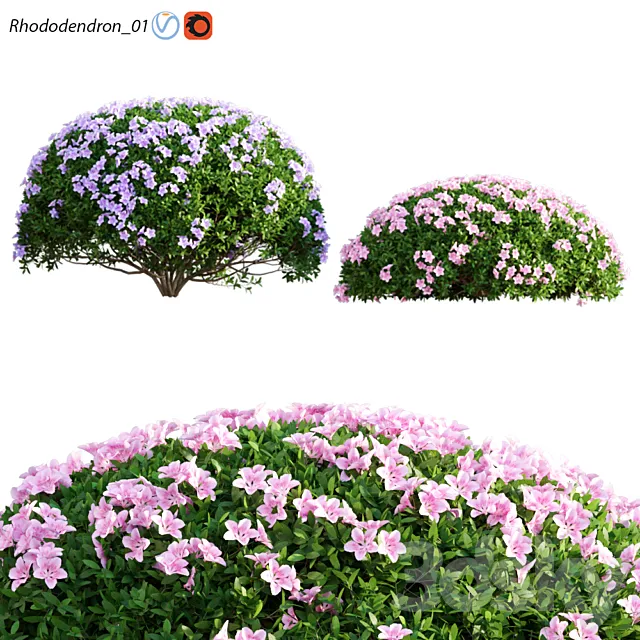 Rhododendron_01 3ds Max