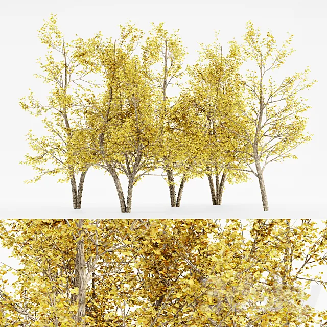 River Birch fall 5 TREE 3DS Max Model