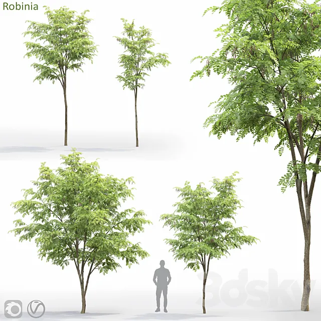 Robinia 3ds Max