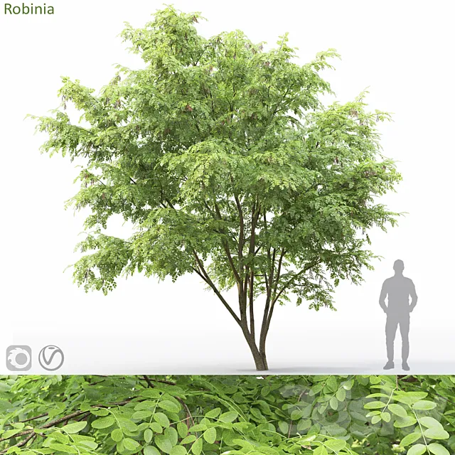 Robinia 3ds Max