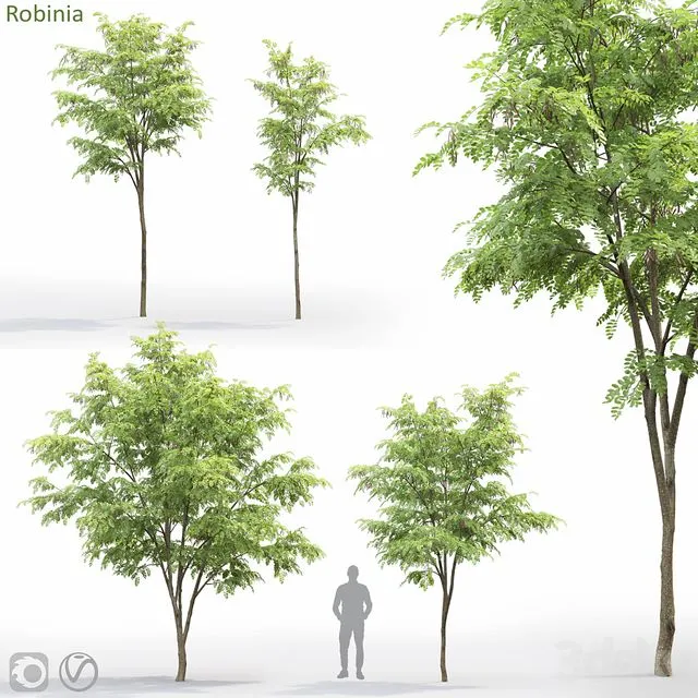 Robinia 3dsMax Model