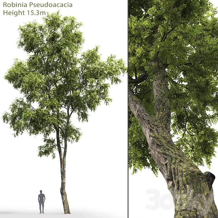 Robinia Pseudoacacia 3DS Max