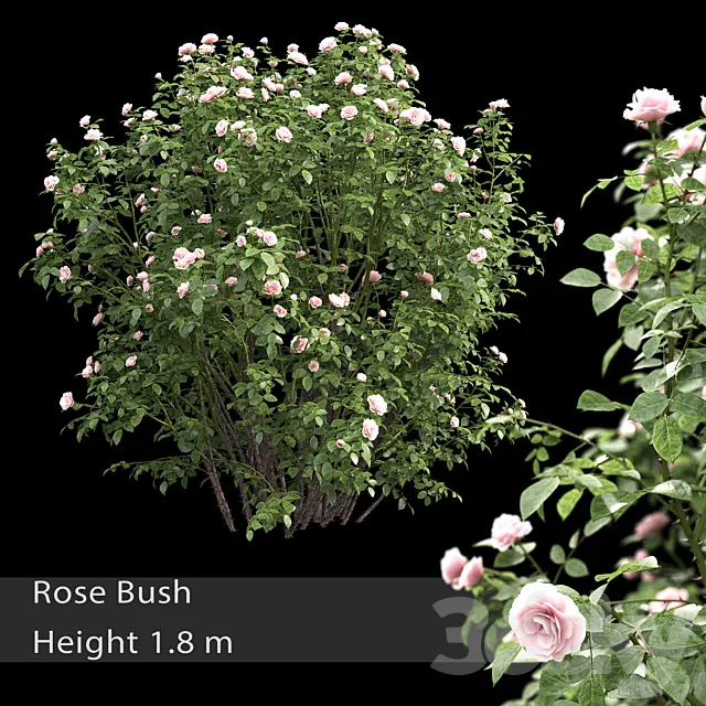 Rose bush # 3 3ds Max