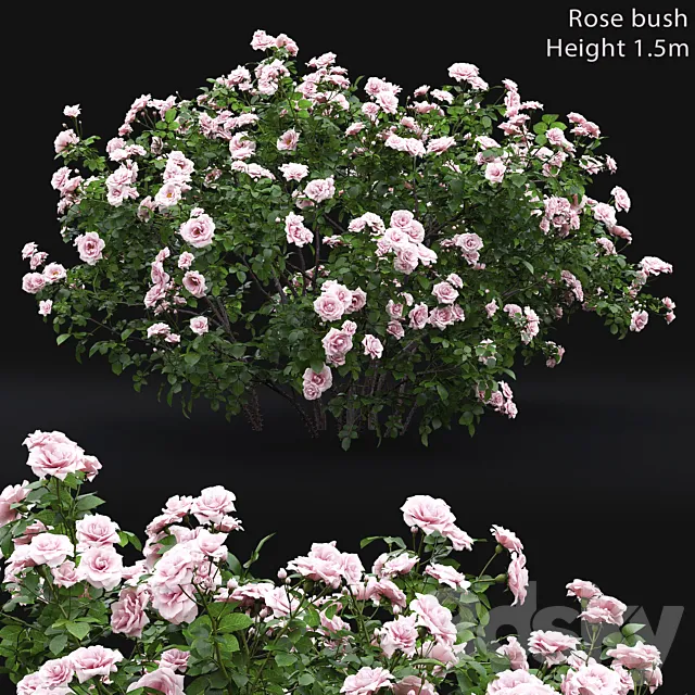Rose bush # 4 3DSMax File