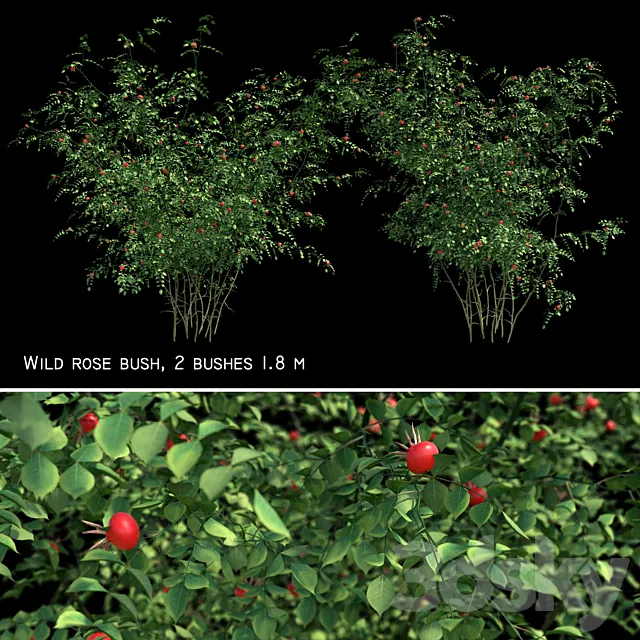 Rosehip 2 bush 3ds Max