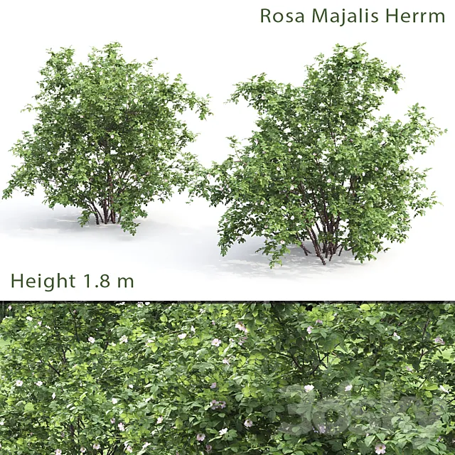 Rosehip bush # 1 (Rosa Majalis Herrm) 3ds Max