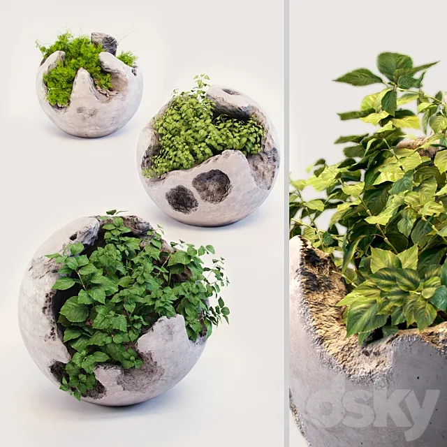Round concrete pots with plants 3DSMax File
