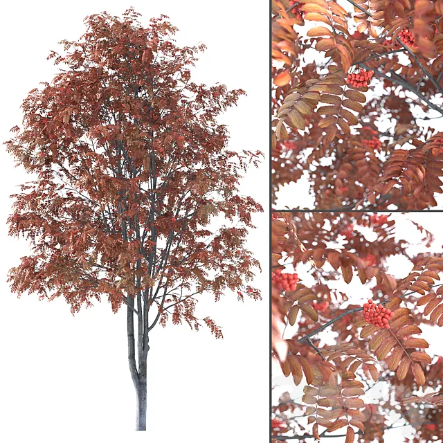 Rowan 3DS Max Model