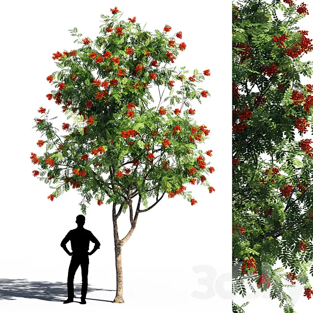 Rowanberries 5 3ds Max