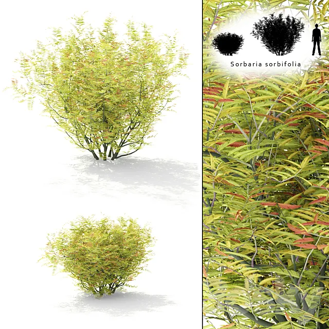 Rowberry rowan bush | Sorbaria sorbifolia 3DSMax File