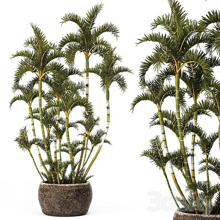 Roystonea decorative palm tree outdoor flowerpot pot bushes tropical exotic 3DS Max Model