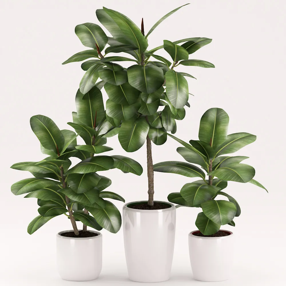 Rubber plants with ceramic pot 3dsMax Model