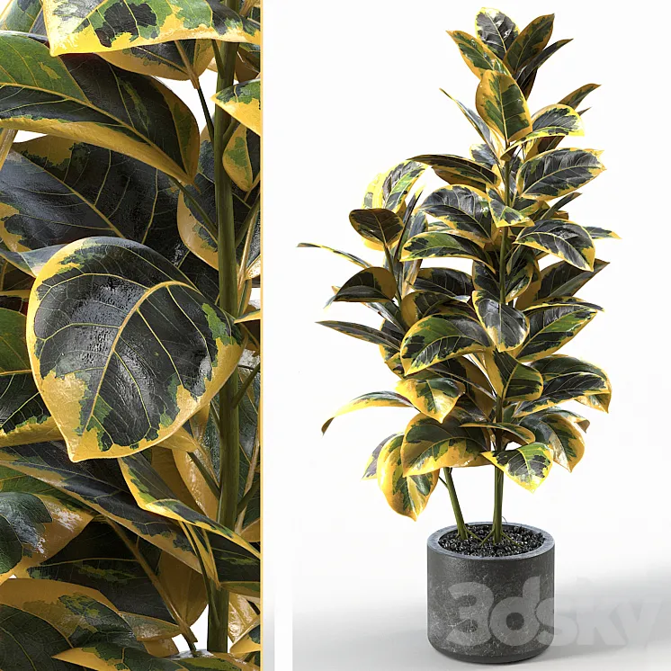 Rubber Tree 004 3DS Max Model