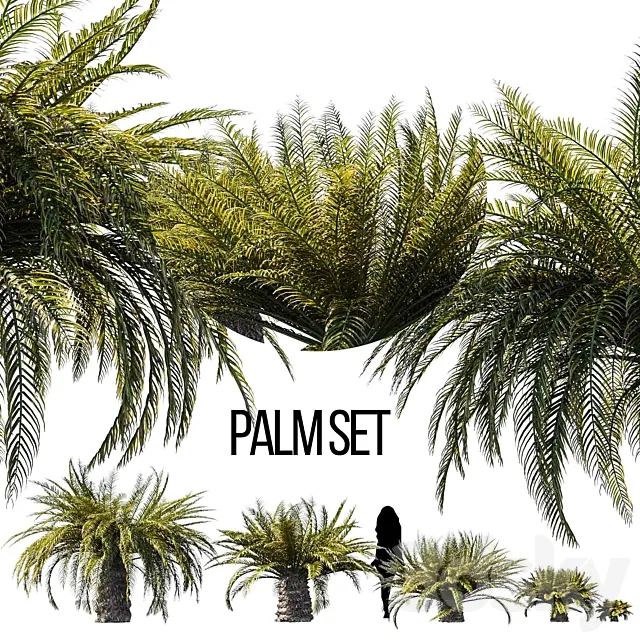 Sago palm 3DSMax File