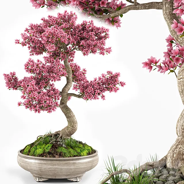 Sakura bonsai tree 3DSMax File