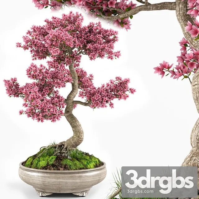 Sakura bonsai tree