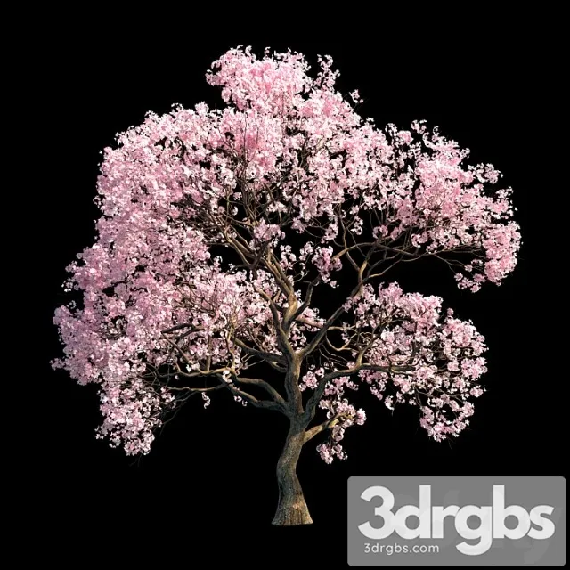 Sakura Tree 3dsmax Download