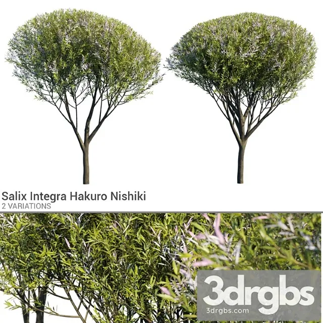 Salix Integra Hakuro Nishiki 3dsmax Download