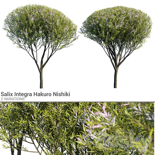 Salix Integra Hakuro Nishiki 3DS Max Model