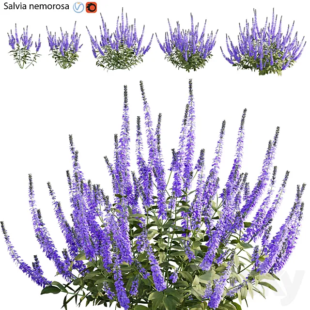 Salvia nemorosa 3ds Max