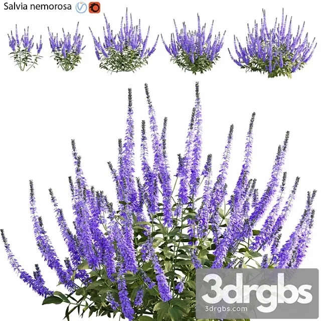 Salvia nemorosa