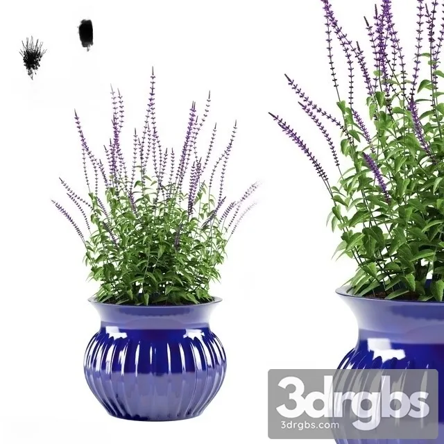 Salvia Oakgrass Flowers Pot 3dsmax Download