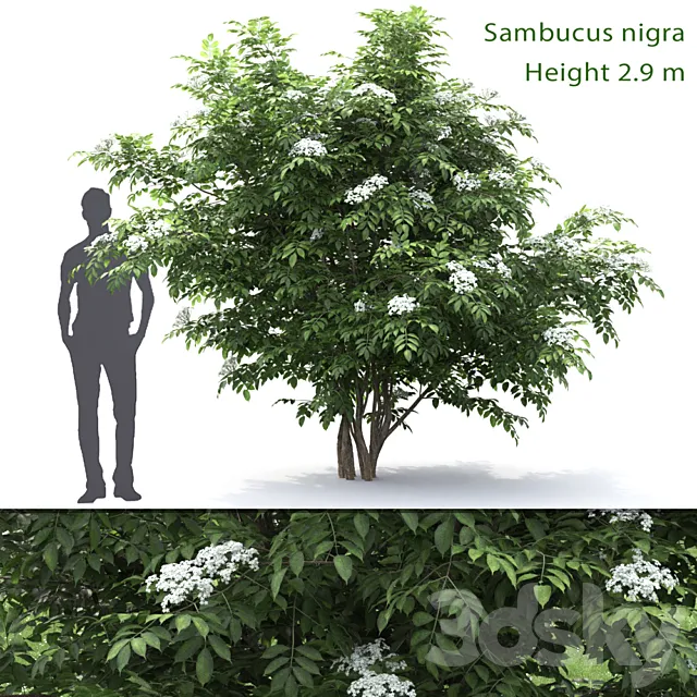 Sambucus nigra # 1 3ds Max