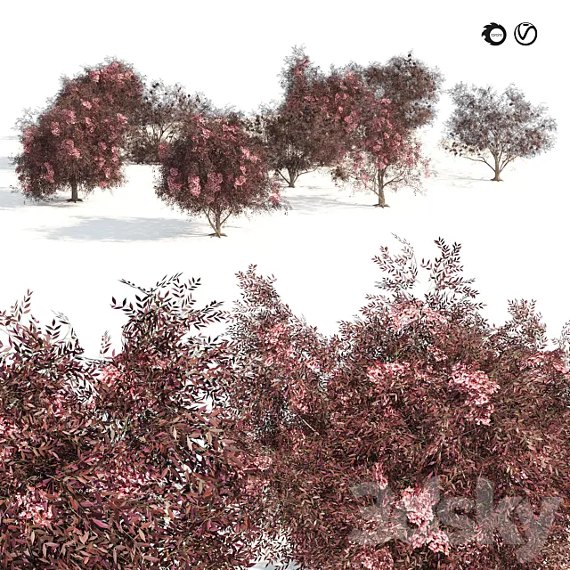 Sambucus nigra black elderberry Trees 3ds Max