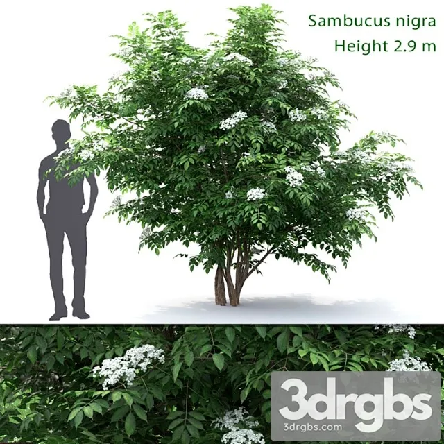 Sambucus nigra