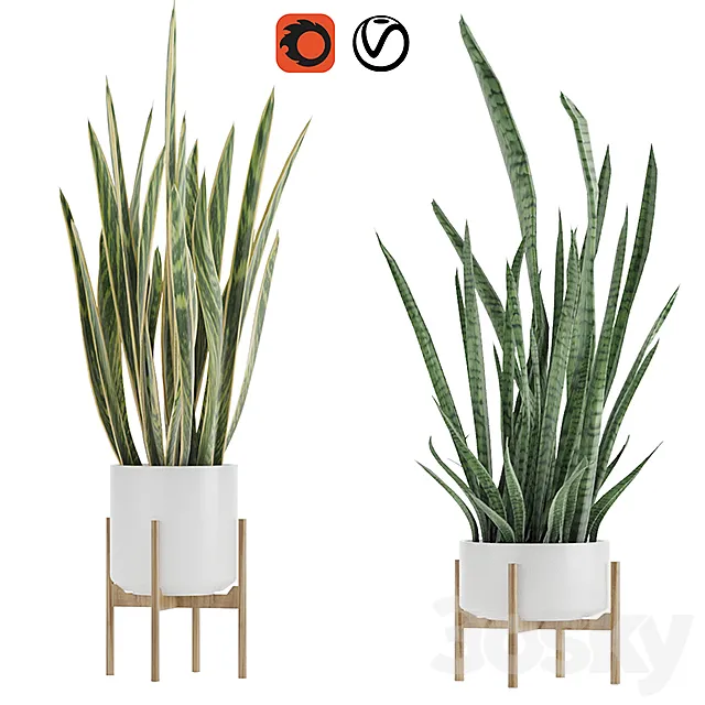 Sansevieria 2 3DS Max Model