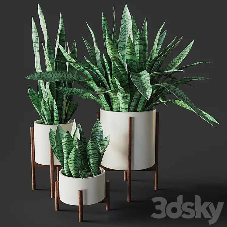 Sansevieria 2 3DS Max