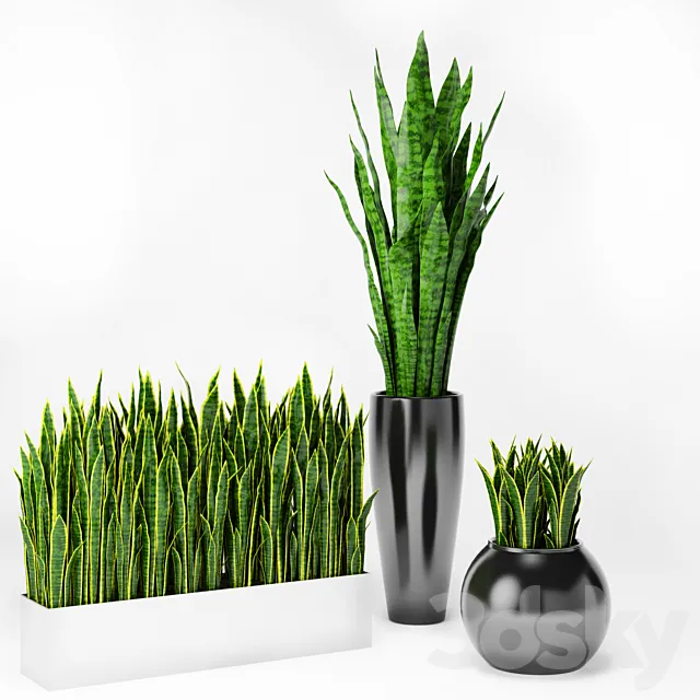 Sansevieria 2 3DSMax File