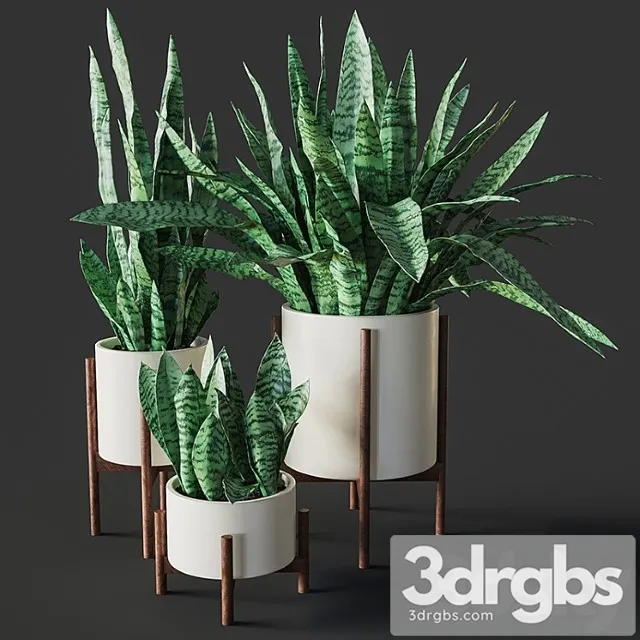 Sansevieria 2