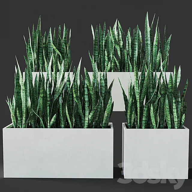 Sansevieria 3 3DS Max Model