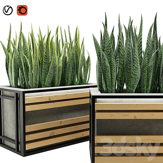 Sansevieria 3DS Max Model